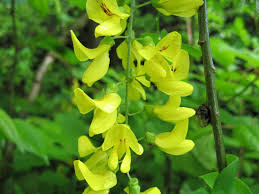 Image result for Laburnum anagyroides