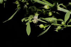 Image result for Scoparia dulcis