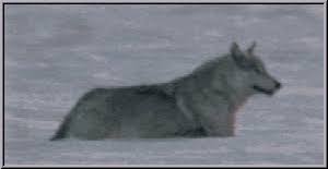 40+ best wolf wallpapers images | wolf … перевести эту страницу. Wolves Animated Images Gifs Pictures Animations 100 Free