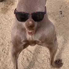 Go Animals On Instagram I Can T Stop Laughing Podarroz Weimaraner Funny Dogs Cute Funny Animals Funny Animals