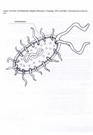 There are hundreds of cell types in a developed organism. Adams Amelia Honors And Academic Biology Resources
