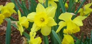 Pin On Gardening