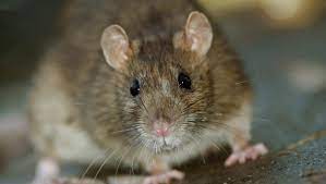What do you think will happen next? Rat Problems 5 Ways To Get Rid Of Them Without Poison