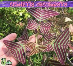 Image result for Fuirena obcordata