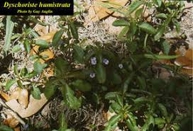 Image result for Dyschoriste albiflora