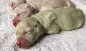 They think that the fur color stays the same, which sometimes happens, but in a good percentage of goldens, this color is going to change as they grow up. How Did Golden Retriever Give Birth To Green Puppy What Is Rare Condition That Caused It Nature News Express Co Uk