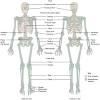 Human anatomy for muscle, reproductive, and skeleton. 1