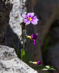 Image result for Primulaceae