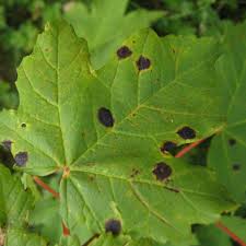 Fire blight is a common and very destructive bacterial disease of apples and pears (figure 1). Disease Control Veseys