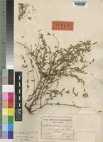 Image result for Euphorbia neopolycnemoides