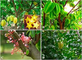 Image result for Averrhoa carambola