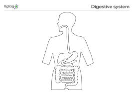 Digestive system drawing without label. The Digestive System Stem