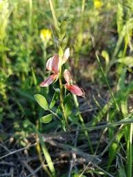 Image result for Indigofera mendonçae