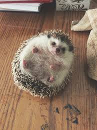 Iscdynp Jpg 1 936 2 592 Pixels Hedgehog Pet Cute Animals Cute Hedgehog
