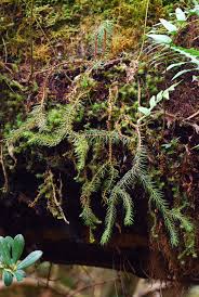 Image result for Huperzia afromontana