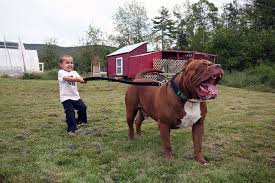 Puppies From World S Biggest Pitbull Are Both Adorable And Extremely Expensive 22 Words Pitbulls Pitbull Terrier Pitbull Puppies