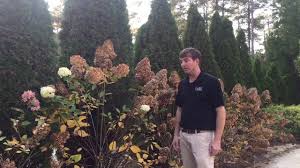 Maybe you would like to learn more about one of these? Pruning Limelight Hydrangeas Youtube