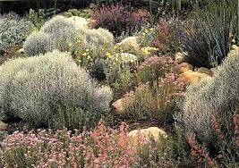 There Are Only A Few Places Left In Southern California Where You Re Likely To California Native Landscape Southern California Garden California Native Plants