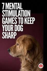7 Mental Stimulation Games To Keep Your Dog Sharp Dog Training Obedience Positive Dog Training Easiest Dogs To Train