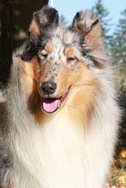 Cornerstone Rough Collies Breeder Rough Collies In Canada And Usa World Class Champion Rough Col Shetland Sheepdog Blue Merle Rough Collie Rough Collie Puppy
