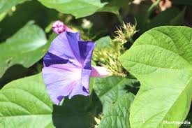 The moonflower vine is her only published novel. Moonflower Vine Ipomoea Alba How To Grow And Care For Moon Vine Bushes Plantopedia