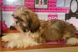Shih tzu breeders in australia and new zealand. Shih Tzu Puppies For Sale From North Jersey New Jersey Breeders