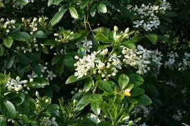 How many choisya ternata (mexican orange blossom) do i need for my garden? 3 Choisya Ternata Deer Resistant Shrubs Shrubs Cottage Garden