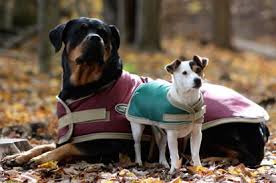 Greenhawk Dog Coats Free Delivery Www Workscom Com Br