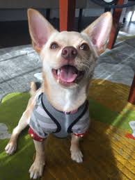 Squeeze the squeaky toy to get your dog's attention then toss it a short distance away but still within your reach. How Can I Stop My Dog Barking And Growling At Strangers And Guests Pets Stack Exchange