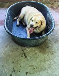 Check spelling or type a new query. Fat Labrador Retriever Tired Fatigued And Breathless In A Plastic Bucket Stock Photo Picture And Royalty Free Image Image 19386119