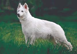 Six month old male pup, beautiful blue merle color with ice blue eyes, he has four white legs, white chest and full white. White Swiss Shepherd Dog Breeds