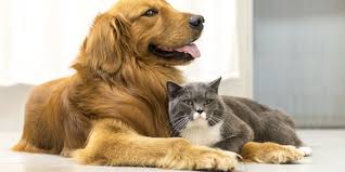 Apa arti mimpi memegang kotoran sendiri ini akan menjadi kenyataan? Anjing Makan Kotoran Kucing Ini Kemungkinan Penyebabnya Halaman All Kompas Com