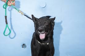 Ask a question about working or interviewing at animal care centers of nyc. How To Become An Animal Shelter Volunteer In Nyc
