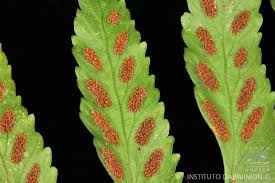 Image result for Asplenium inaequilaterale