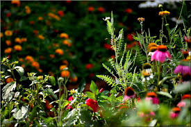 In choosing plants that grow to different heights, with a variety of flower shapes and colors that have different bloom times, you will be creating a garden that is attractive to a wide range of butterflies. Backyard Butterfly Garden Finegardening