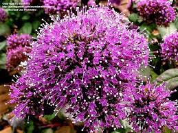 Blue Throatwort Trachelium Caeruleum To Buy Buy Plants Flowers Plants