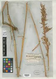 Image result for Hyparrhenia tamba