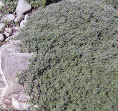 Die pflanze kommt auf jedem sandigen bis humosen und leicht trockenen gartenboden gut zurecht. Www Staudenspatz De Thymus Praecox Var Pseudolanuginosus Neu Thymus Praecox Ssp Britannicus Wolliger Teppich Thymian