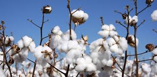 Organic Cotton Fabric - The Answer to Sensitive Skin