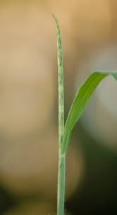 Image result for Rottboellia