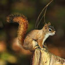 Squirrel Shubie Park 20070927 141439 Pjg Cute Squirrel Animals Beautiful Squirrel