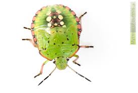 Inoffensives comparées à celles du lit, les punaises de bois causent tout de même comme dit plus haut, la punaise des bois est friande de légumes comme les aubergines, les poivrons et les tomates. La Tres Malodorante Punaise Verte