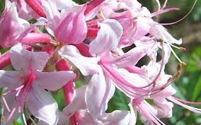 Varnadoe S Phlox Pink Native Azalea Fragrant Plant Plants For Sale Online Azaleas