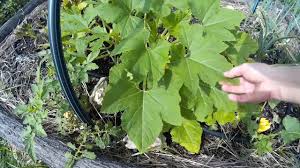 Alternatively, mix 1 gallon of water with 1 tablespoon of baking soda and add to a garden sprayer. How To Get Rid Of White Mould On Zucchini Youtube