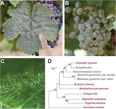 Image result for Uncinula necator