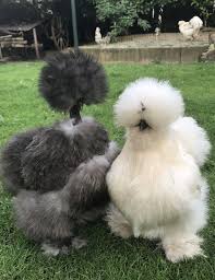 Silkie Chicken And Showgirl Pet Chickens Fancy Chickens Cute Chickens