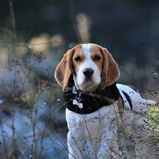 Beagle: Size, character, training - all ...
