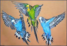 Flying Budgies Bird Drawings Budgies Bird Art