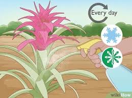 I've never had a dog eat any of my plants, except the grasses. 3 Simple Ways To Water A Bromeliad Plant Wikihow