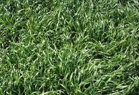 Below you'll find a list of all items that have been tagged as ryegrass lolium multiflorum organic seeds for sale. Fria Annual Ryegrass Great Basin Seeds Cold Tolerant Annual Grass